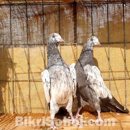 সাকি টেডি কবুতর